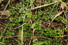 Acaena emittens (Acaena emittens)