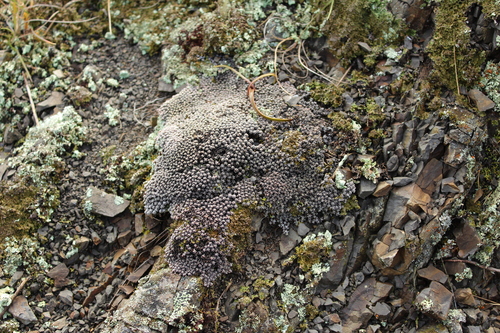 Raoulia albosericea