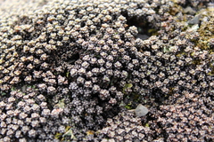 Raoulia albosericea, photograph (c) Joe Dillon, some rights reserved (CC BY)