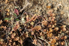 Pimelea oreophila, photograph (c) Joe Dillon, some rights reserved (CC BY)