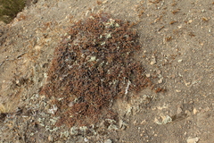 Pimelea oreophila