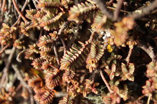 Pimelea oreophila, photograph 2