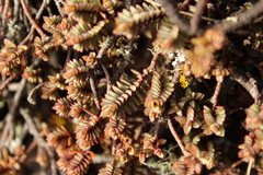 Pimelea oreophila, photograph (c) Joe Dillon, some rights reserved (CC BY)