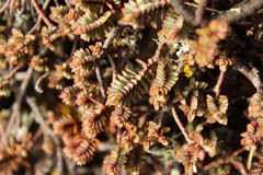 Pimelea oreophila, photograph (c) Joe Dillon, some rights reserved (CC BY)