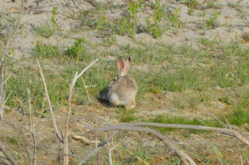 Tolai Hare