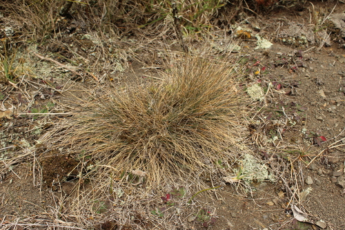 Poa colensoi, photograph 2