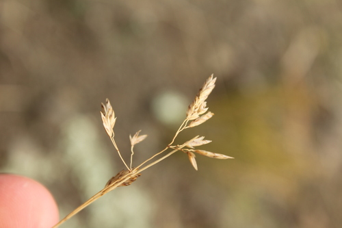 Poa colensoi, photograph 6