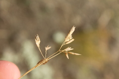 Poa colensoi, photograph (c) Joe Dillon, some rights reserved (CC BY)