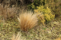 Festuca novae-zelandiae