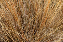 (c) Joe Dillon, some rights reserved (CC BY) Chionochloa rubra, photograph (c) Joe Dillon, some rights reserved (CC BY)