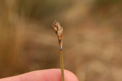 (c) Joe Dillon, some rights reserved (CC BY) Chionochloa rubra, photograph (c) Joe Dillon, some rights reserved (CC BY)
