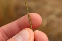 (c) Joe Dillon, some rights reserved (CC BY) Chionochloa rubra, photograph (c) Joe Dillon, some rights reserved (CC BY)