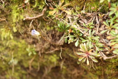 Wahlenbergia pygmaea, photograph 3