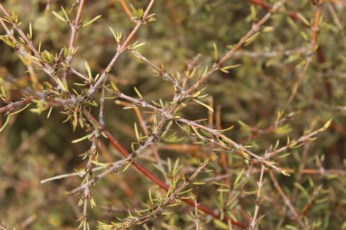 Coprosma rugosa, photograph 2