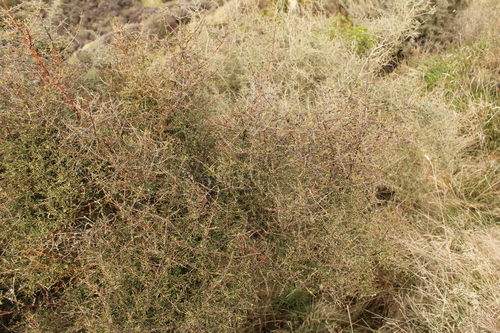 Coprosma rugosa, photograph 3