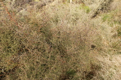 Coprosma rugosa, photograph (c) Joe Dillon, some rights reserved (CC BY)