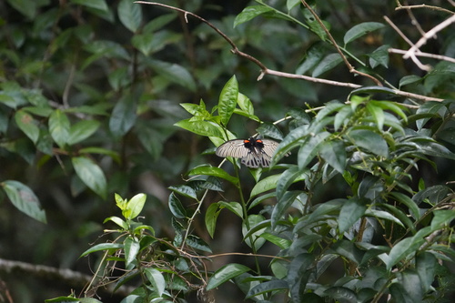 Great Mormon Swallowtail