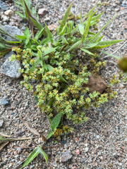 Scleranthus annuus, photograph (c) Quinten Wiegersma, some rights reserved (CC BY)