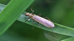 Perlodidae
