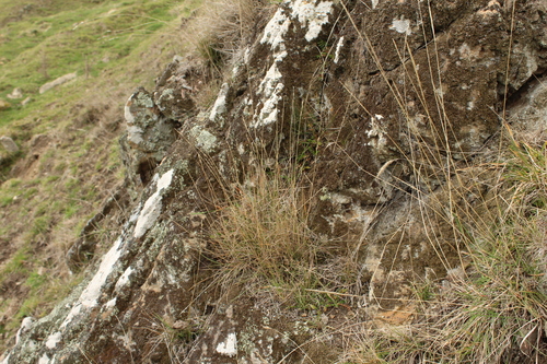 Anthosachne kingiana
