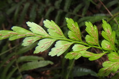 Asplenium neolaserpitiifolium
