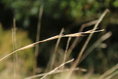 Anthosachne kingiana, photograph (c) Joe Dillon, some rights reserved (CC BY)