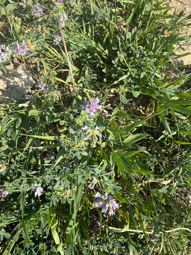 Alfalfa