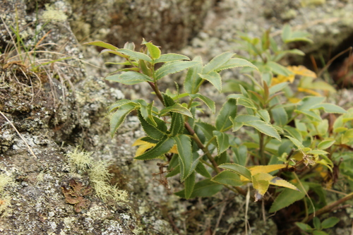 Scandia rosifolia, photograph 6