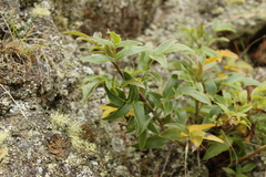 Scandia rosifolia, photograph (c) Joe Dillon, some rights reserved (CC BY)