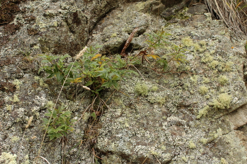 Scandia rosifolia, photograph 5