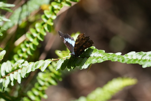 Blue Admiral