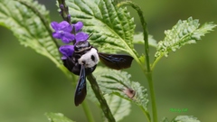 Xylocopa phalothorax