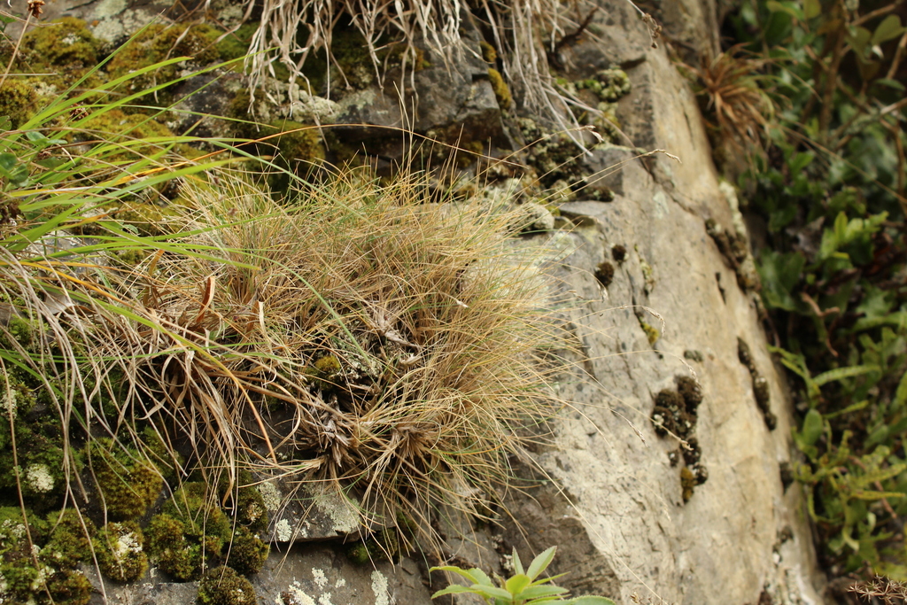Poa colensoi; photograph (c) Joe Dillon, some rights reserved (CC BY)
