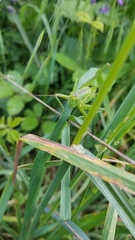 Tettigonia viridissima