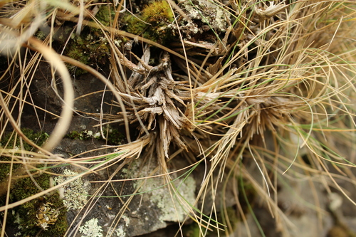 Poa colensoi, photograph 1