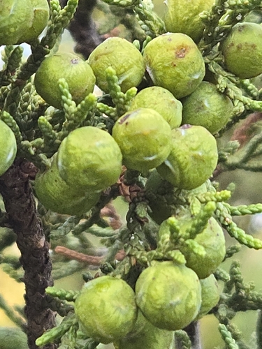 Juniperus pinchotii, photograph 3