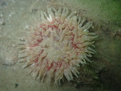 Urticina felina