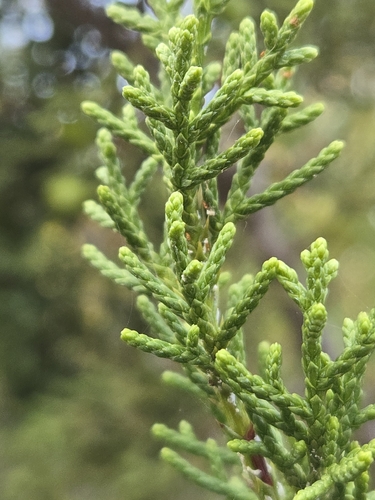 Juniperus pinchotii, photograph 4