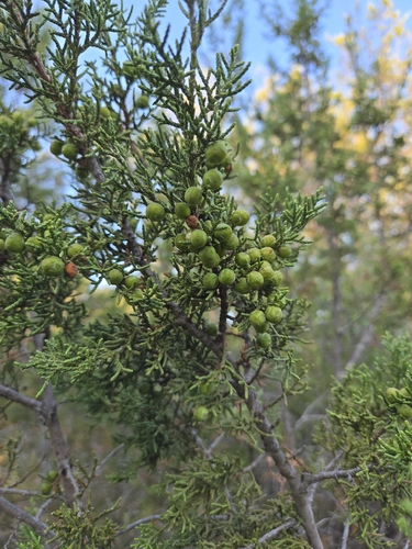 Juniperus pinchotii, photograph 5