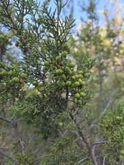 author not stated, no rights reserved Juniperus pinchotii, photograph author not stated, no rights reserved