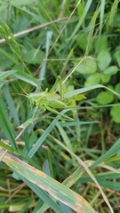 Tettigonia viridissima