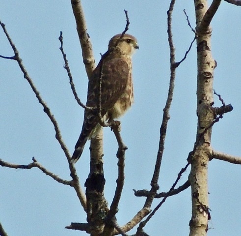 Merlin observed by karlyd