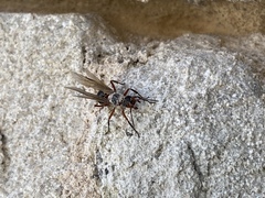 Formicinae