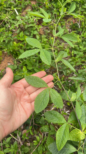 Thermopsis montana observed 2026-08-12