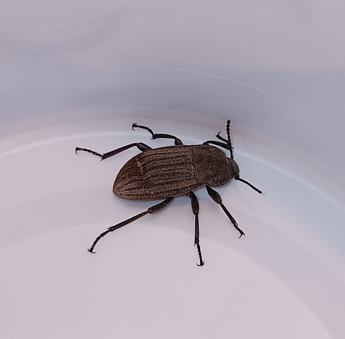 Three-ribbed Darkling Beetle