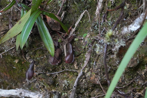 fringed pitcher-plant