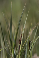Carex acutiformis