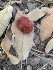 Cynips quercusnubila