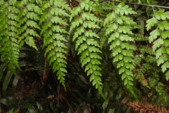 Asplenium neolaserpitiifolium