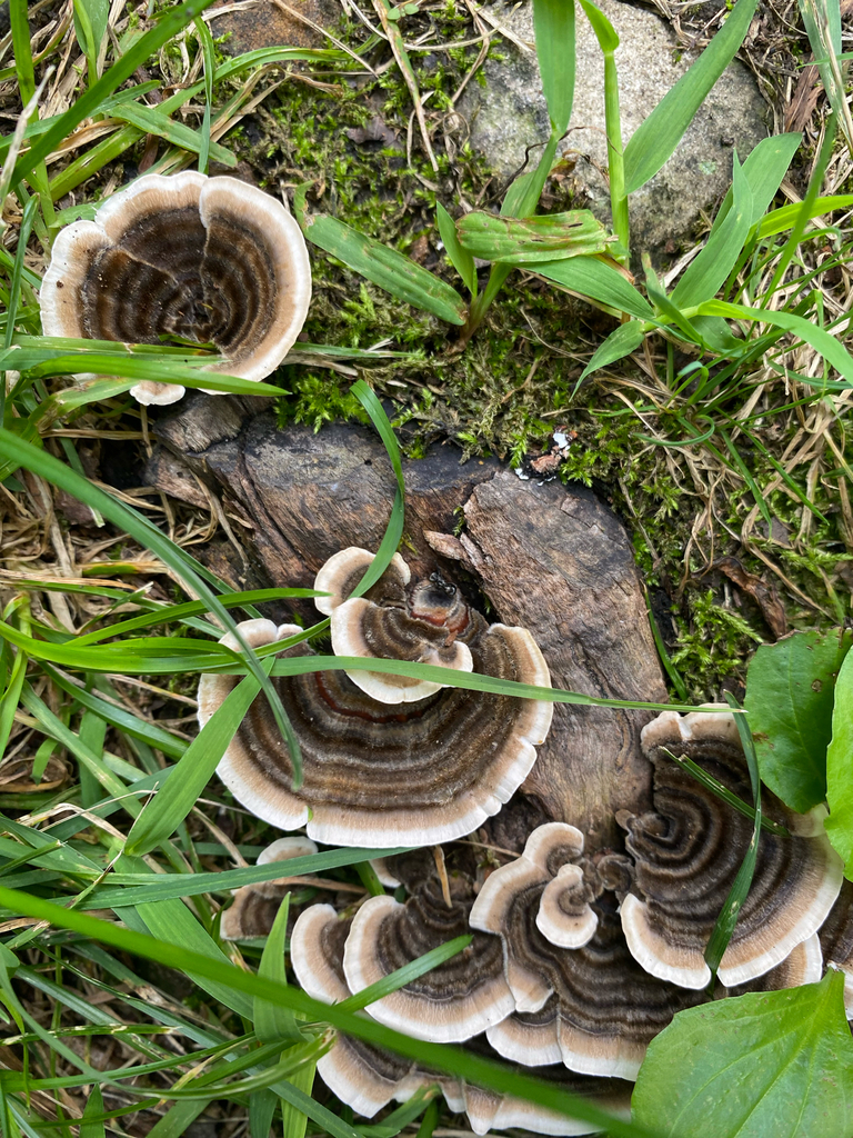 turkey-tail · August 2026 · photo: Photo: no rights reserved · iNaturalist